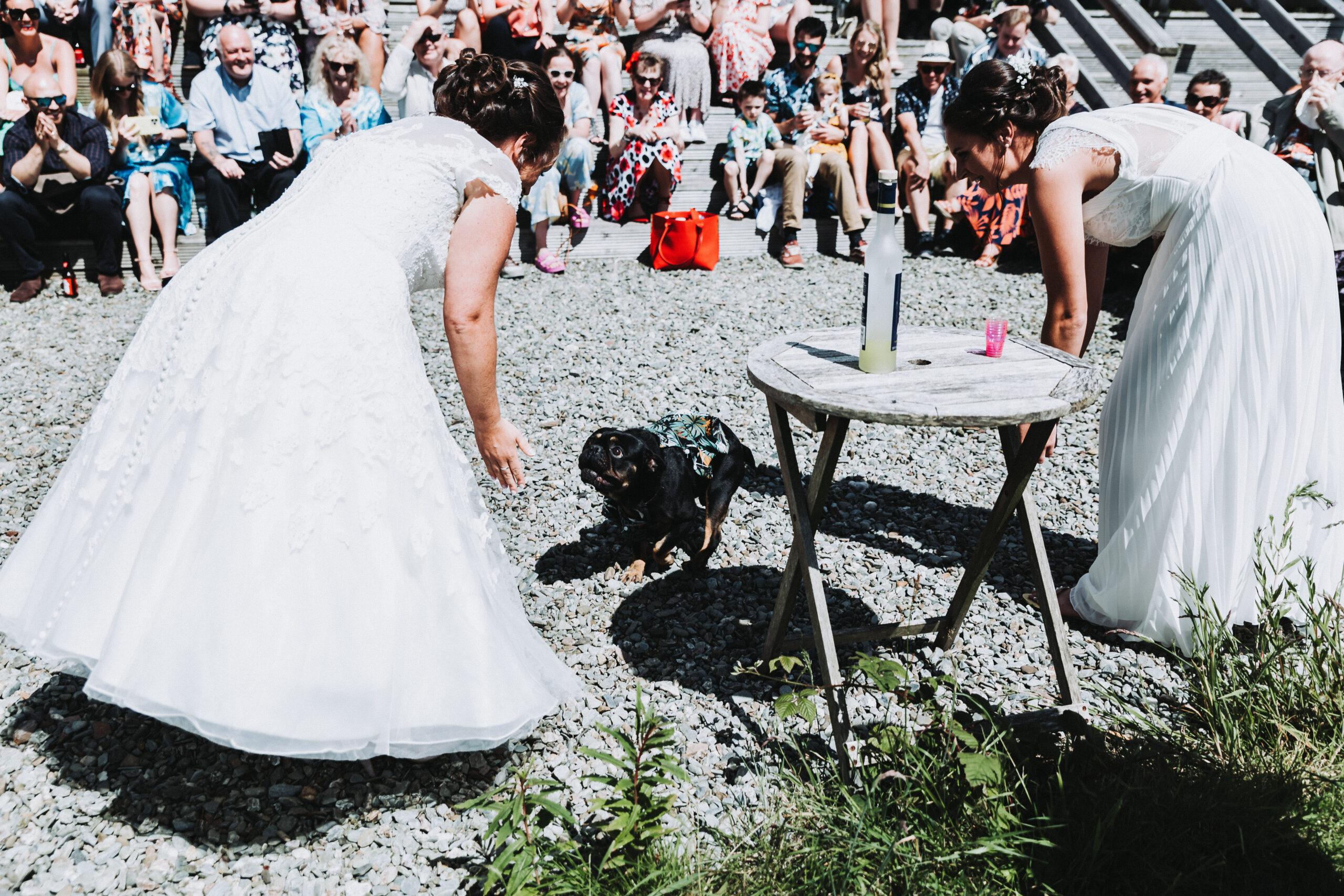 dog ringbearer running to brides