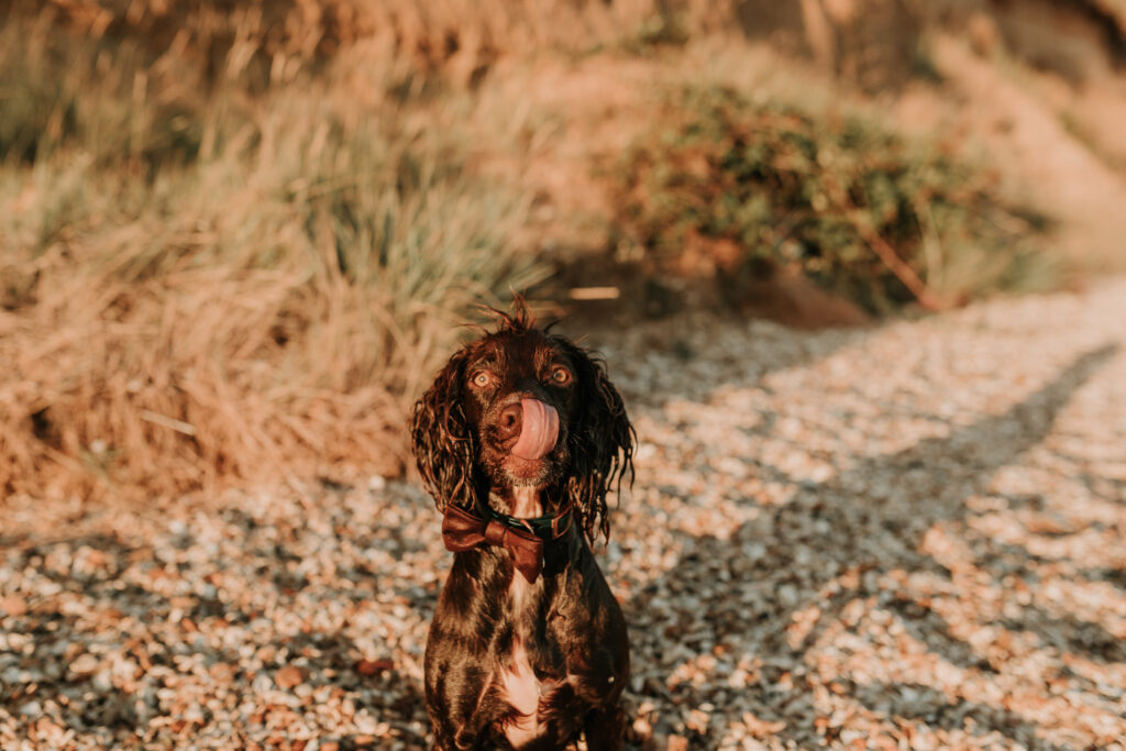 dog on a beach at engagement photoshoot