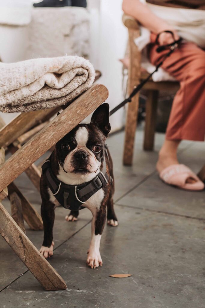 boston terrier at cornwall wedding