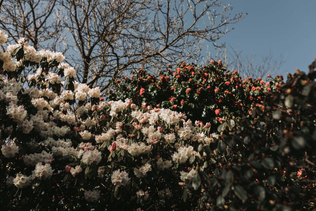 flowers in treseren grouns
