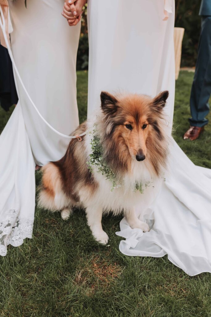 two brides dresses and their dog sitting between them